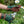 Load image into Gallery viewer, Oak Leaf Moss Garden Gloves with Faux Leather Trim & Adjustable Strap