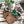 Load image into Gallery viewer, Monstera Leaf Wooden Riser – Handmade Plant Stand or Trivet - Little Flower Soap Co
