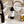 Load image into Gallery viewer, Lemon Verbena Liquid Dish Soap
