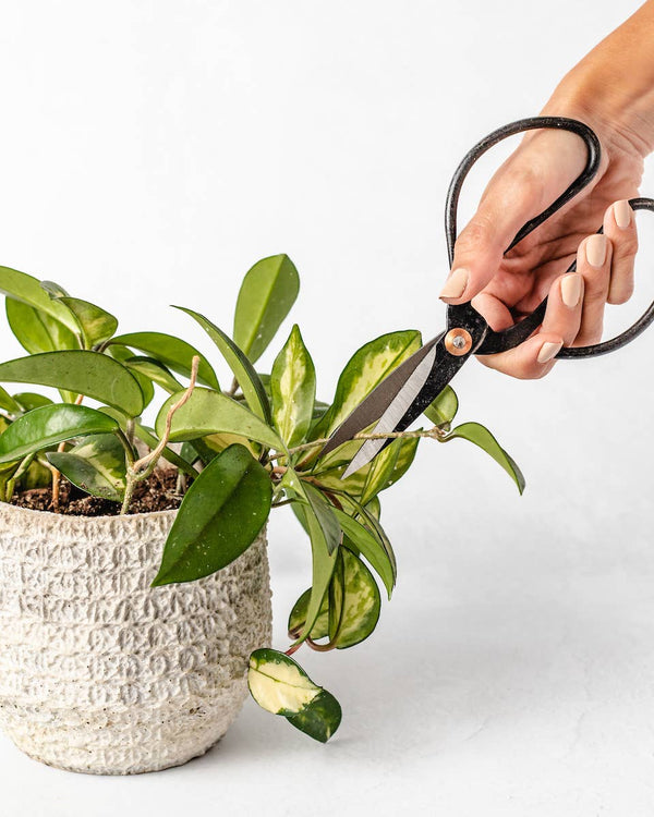 Black Metal Scissors | Vintage Inspired Plant Shears - Little Flower Soap Co
