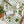Load image into Gallery viewer, Shamrock Shake Hand Sanitizer - 2oz Vanilla Mint Scent - Little Flower Soap Co80% alcoholAlcohol based hand sanitizerantibacterial spraysHand Sanitizer
